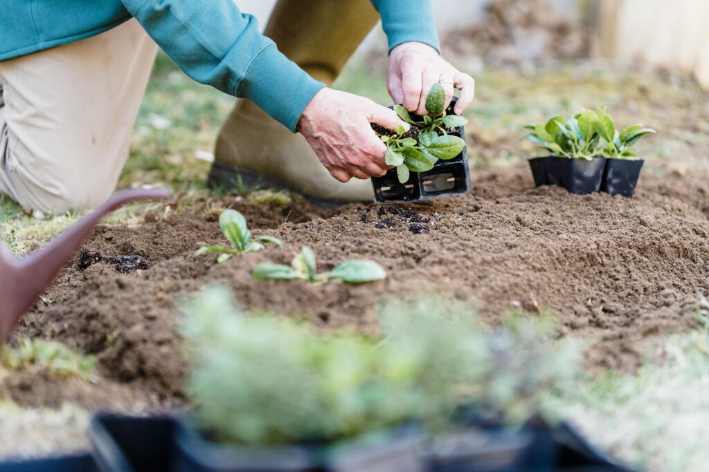 mudas para plantas, evolua seu jardim