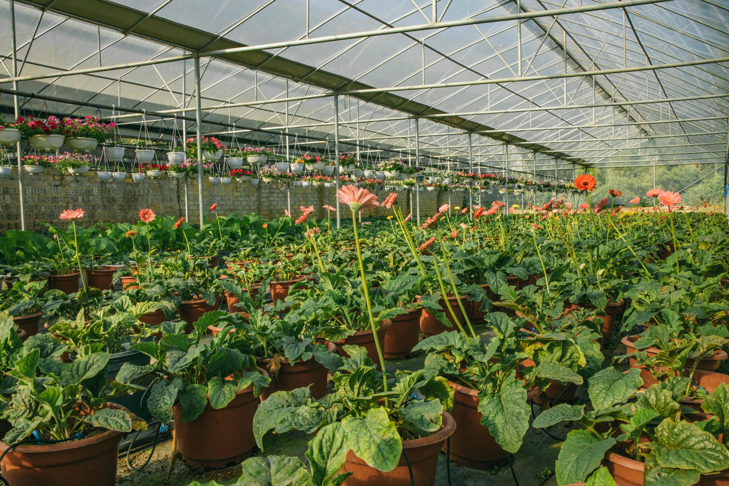 jardinagem estufa para plantas , confira